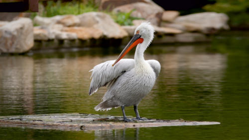 Nal Sarovar Bird Sanctuary