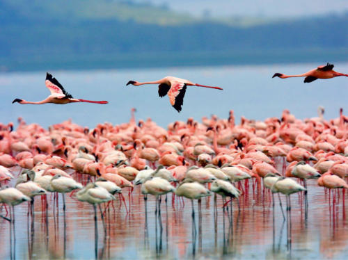 Nal Sarovar Bird Sanctuary