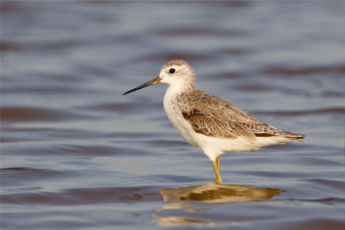 Nal Sarovar Bird Sanctuary