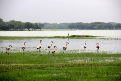 Nal Sarovar Bird Sanctuary