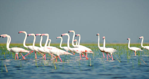 Nal Sarovar Bird Sanctuary - Ahmedabad