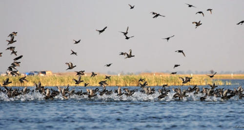 nal-sarovar-bird-sanctuary-ahmedabad