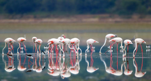 Nal Sarovar Bird Sanctuary